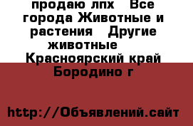 продаю лпх - Все города Животные и растения » Другие животные   . Красноярский край,Бородино г.